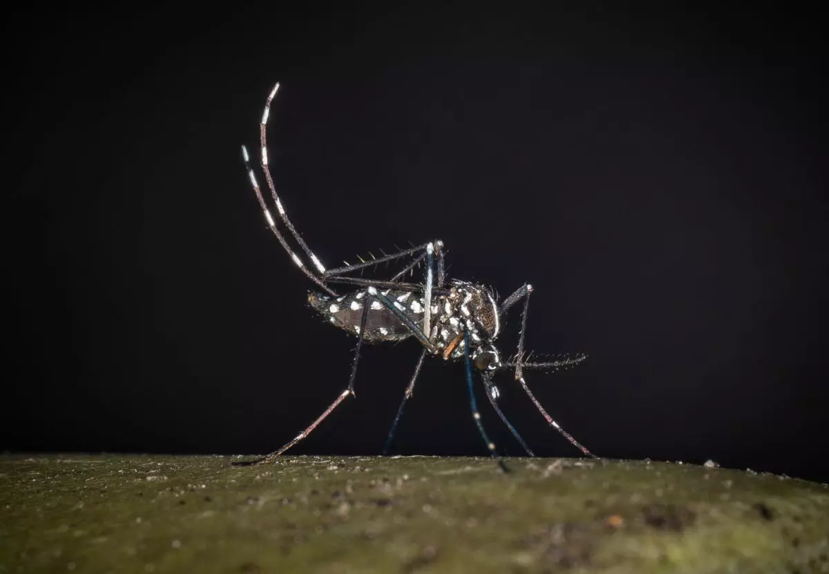 West Nile, al 23 luglio 32 casi di cui 21 in provincia di Latina