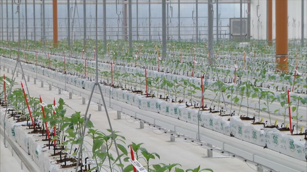 Bayer apre le porte all’innovazione, nuove serre hi-tech a Latina Bayer apre le porte all’innovazione, nuove serre hi-tech a Latina