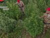 Blitz antidroga in Sardegna, 21 misure cautelari
