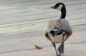 Banca del Fucino al fianco del Bioparco di Roma per il “City Future Challenge”