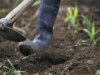 Cina, gli scarti agricoli diventano biochar ad alto valore