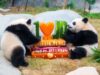 L’Ocean Park di Hong Kong celebra i 50 anni con nuove strutture e iniziative