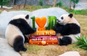L’Ocean Park di Hong Kong celebra i 50 anni con nuove strutture e iniziative
